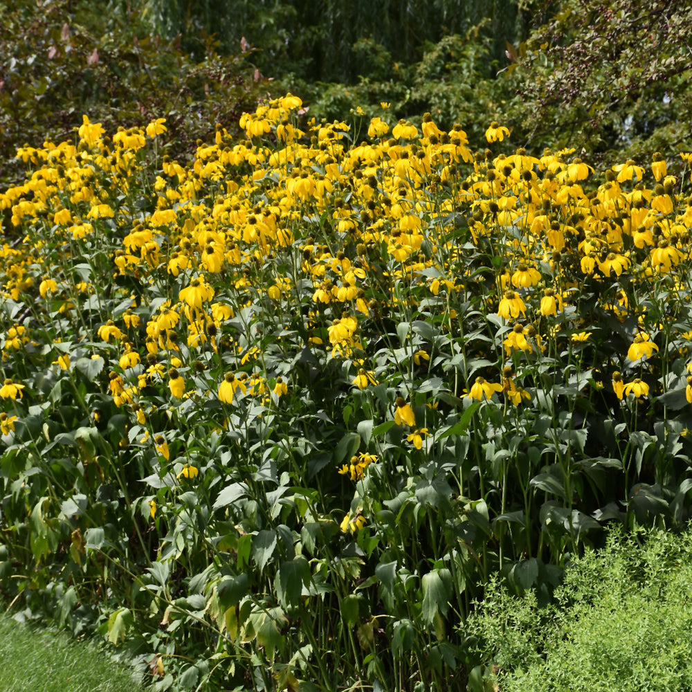 RUDBECKIA LACINIATA