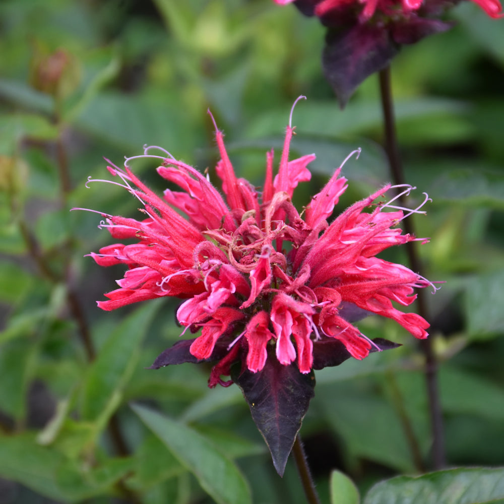 MONARDA RED VELVET UPSCALE SERIES
