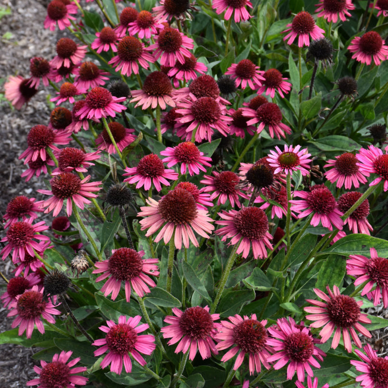 ECHINACEA DELICIOUS CANDY