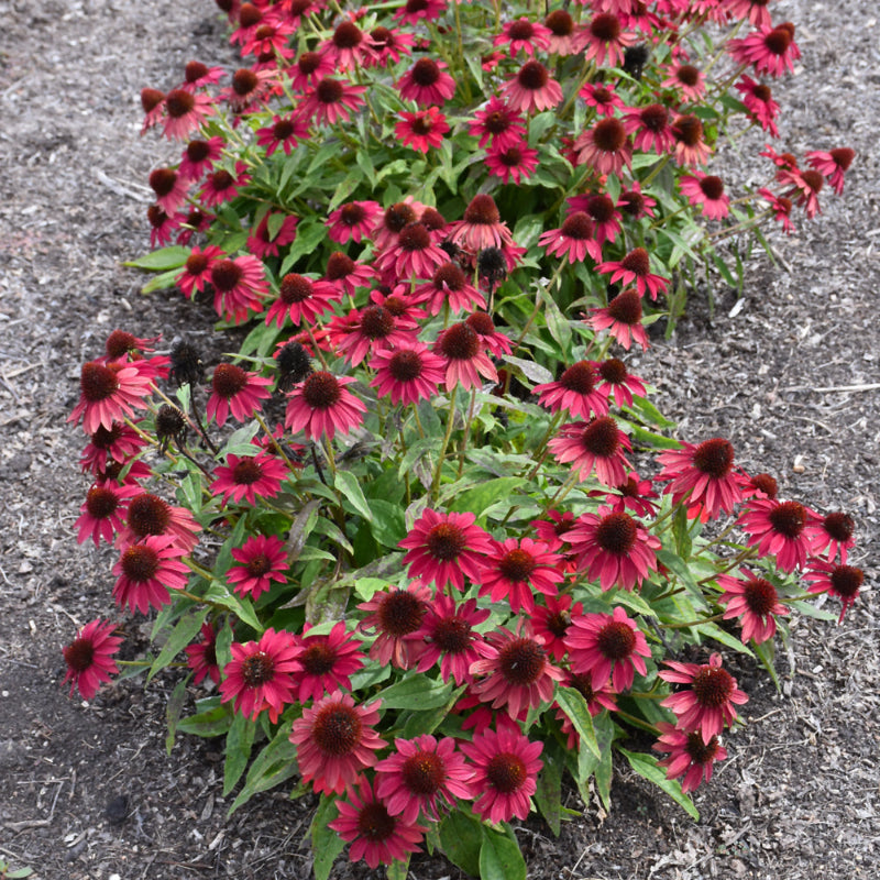 ECHINACEA SOMBRERO BAJA BURGUNDY
