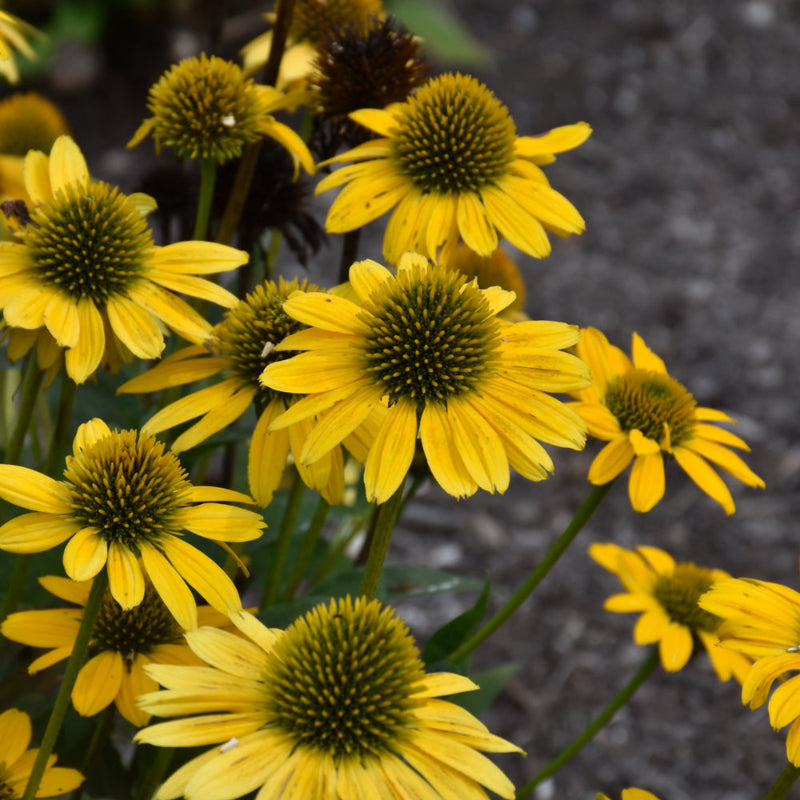 ECHINACEA KISMET YELLOW
