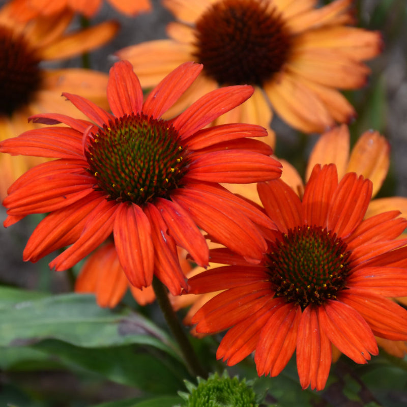 ECHINACEA KISMET INTENSE ORANGE