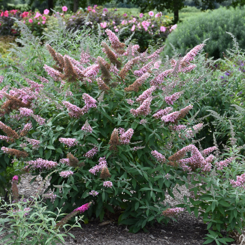 BUDDLEIA MONARCH PRINCESS PINK