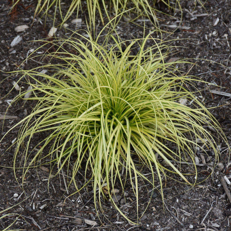 CAREX EVERCOLOR EVERSHEEN