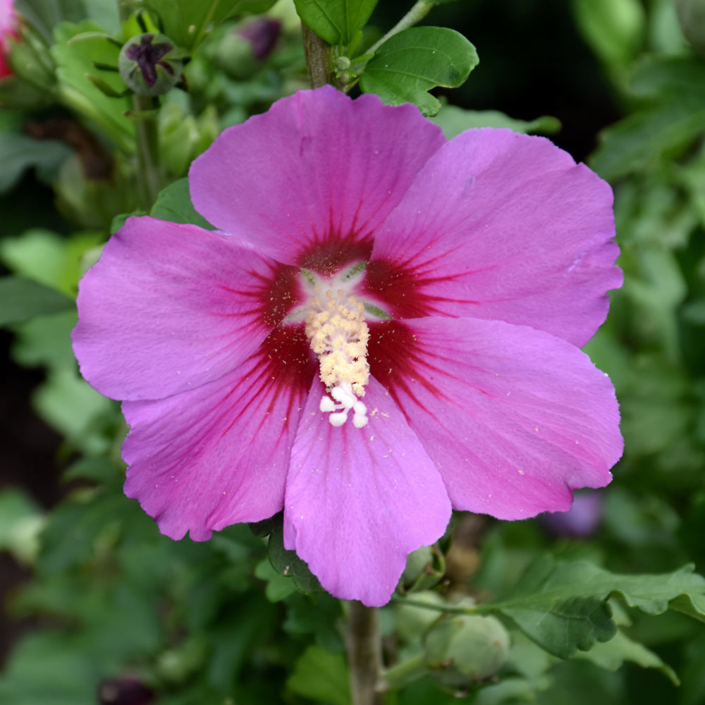 ROSE OF SHARON SATIN VIOLET
