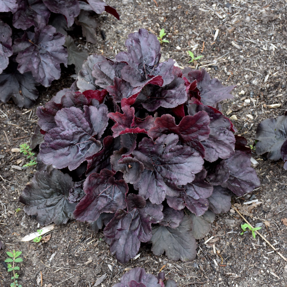 HEUCHERA NORTHERN EXPOSURE BLACK