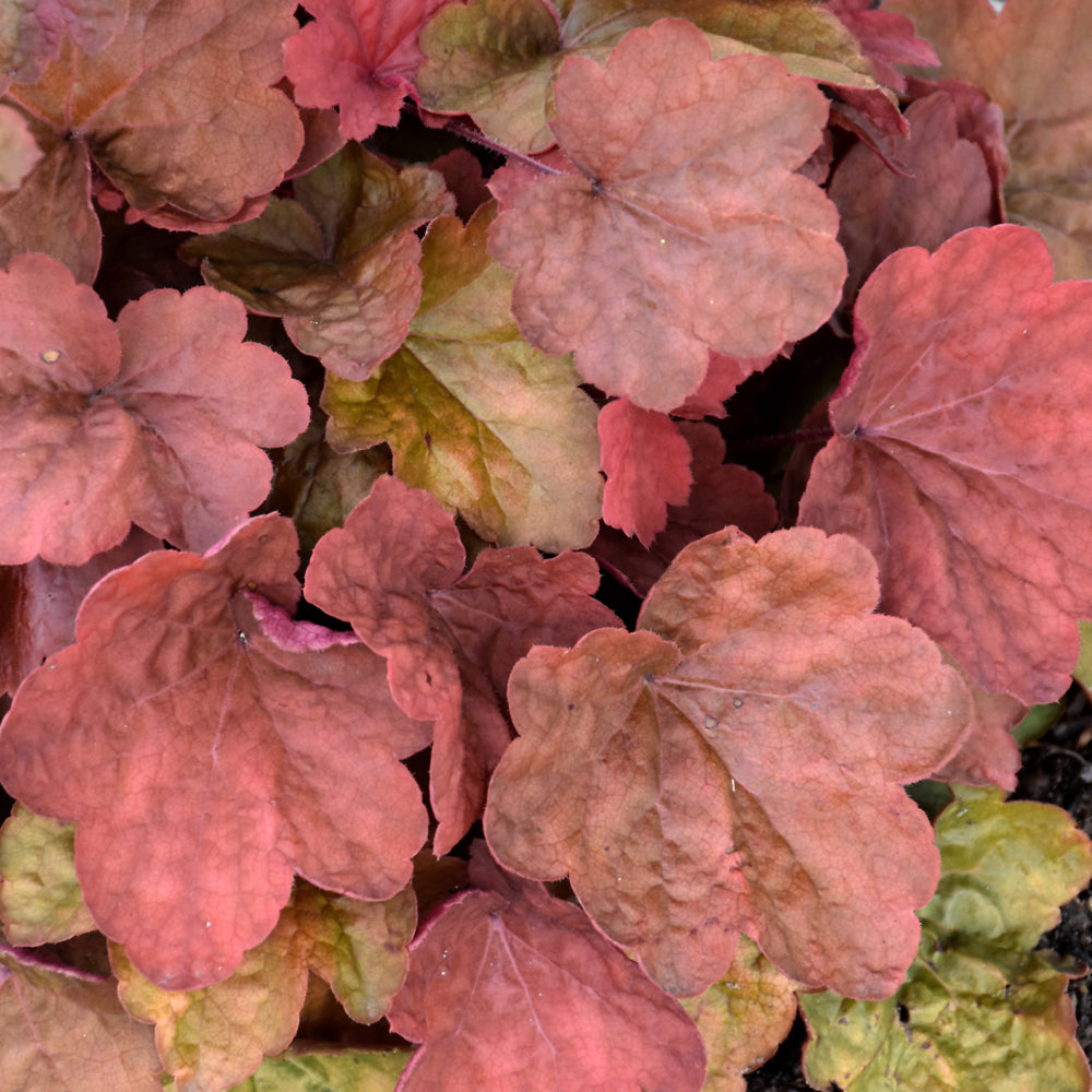 HEUCHERA CARNIVAL CINNAMON STICK