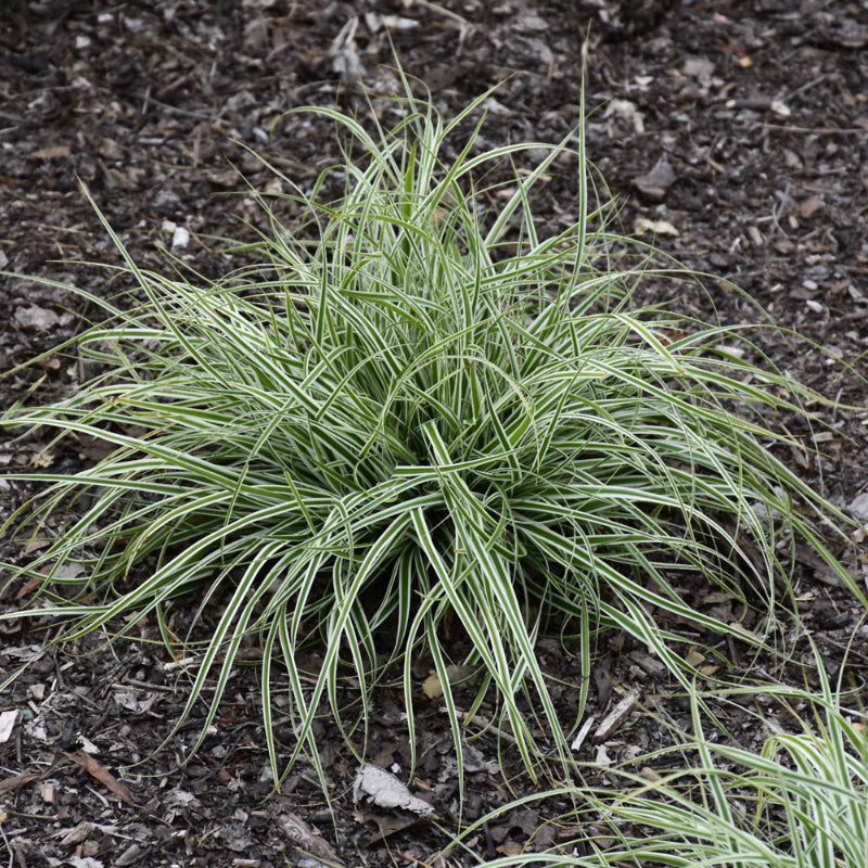 CAREX EVERCOLOR EVEREST