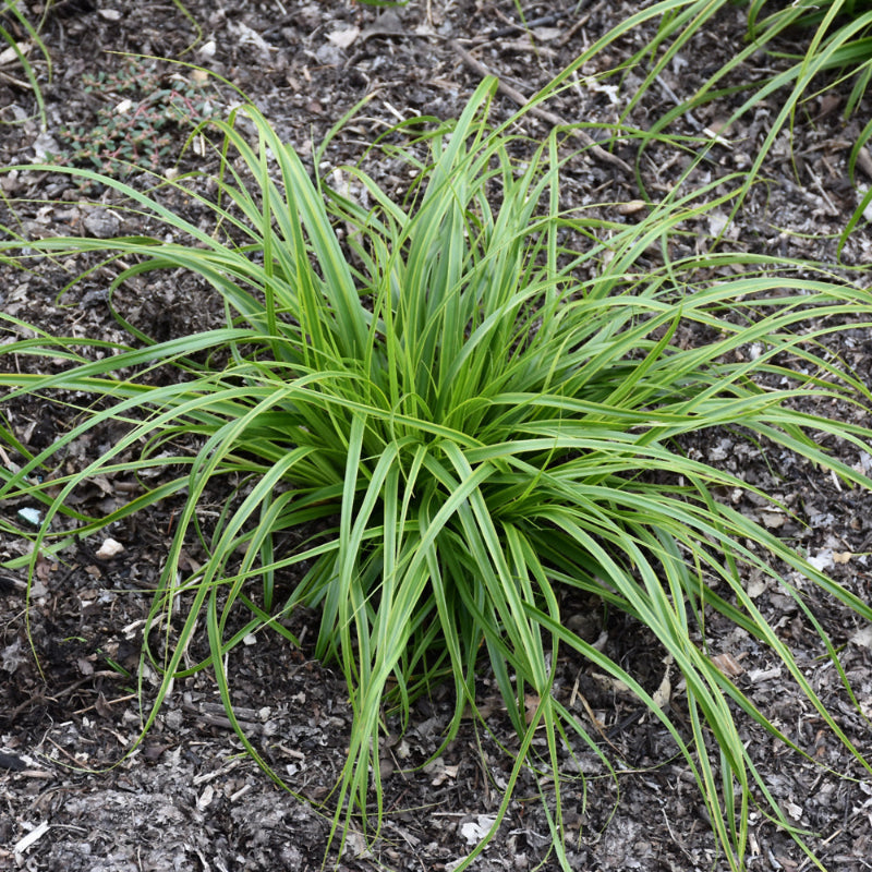 CAREX EVERCOLOR EVERLIME