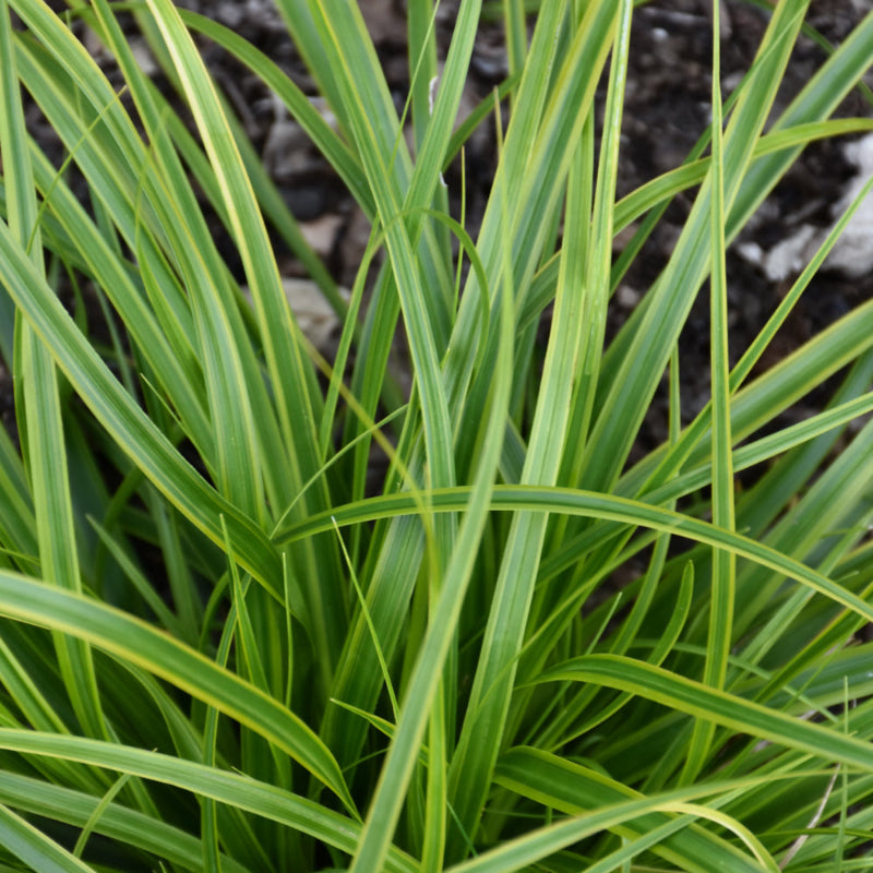 CAREX EVERCOLOR EVERLIME