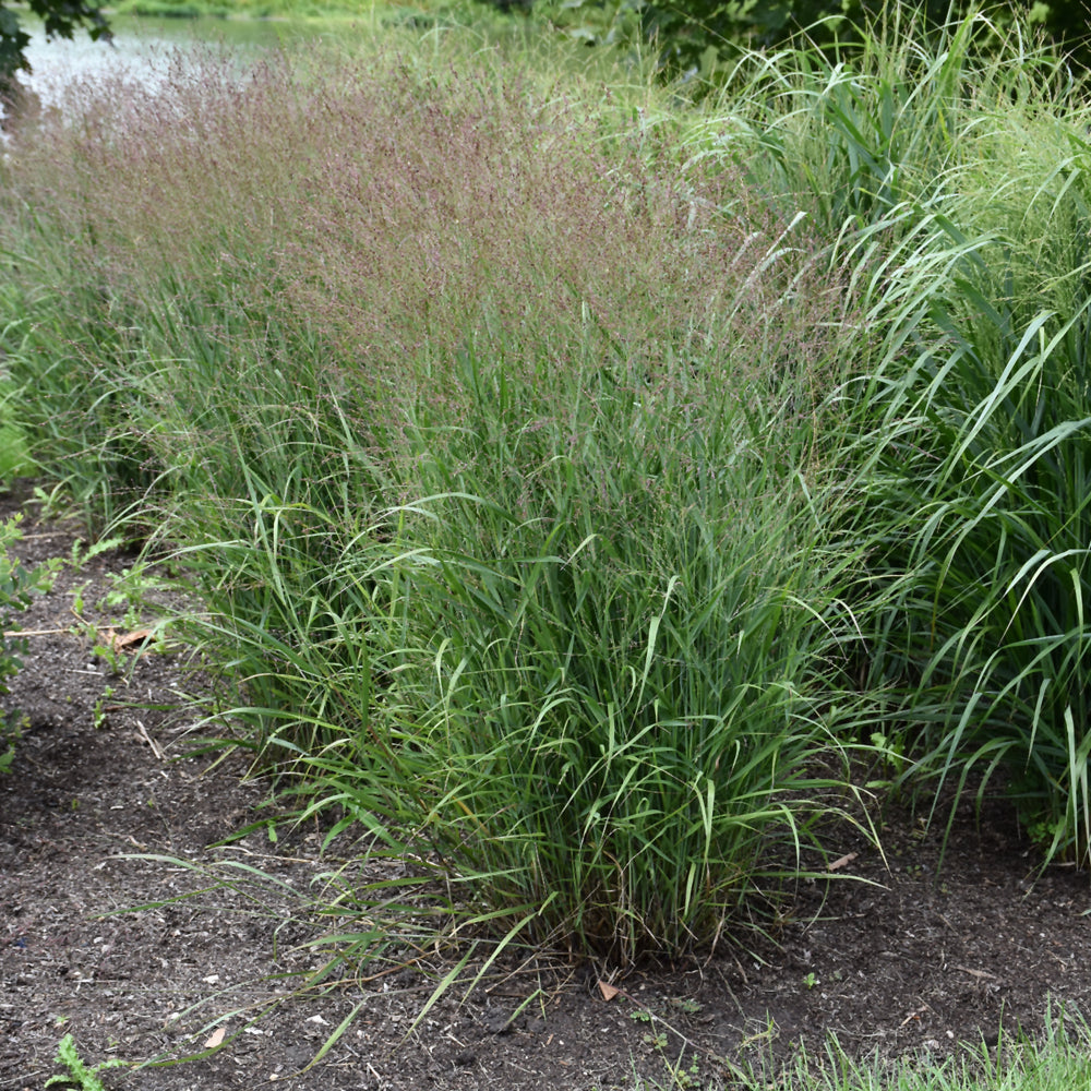 PANICUM PURPLE TEARS