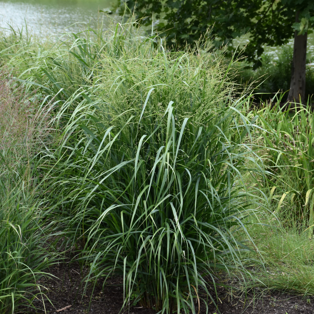 PANICUM SUMMER SUNRISE