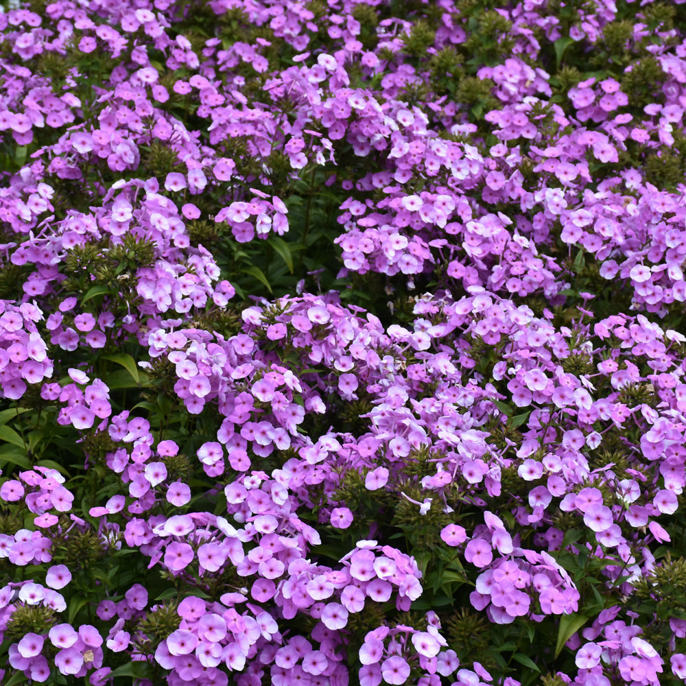 PHLOX FASHIONABLY EARLY FLAMINGO