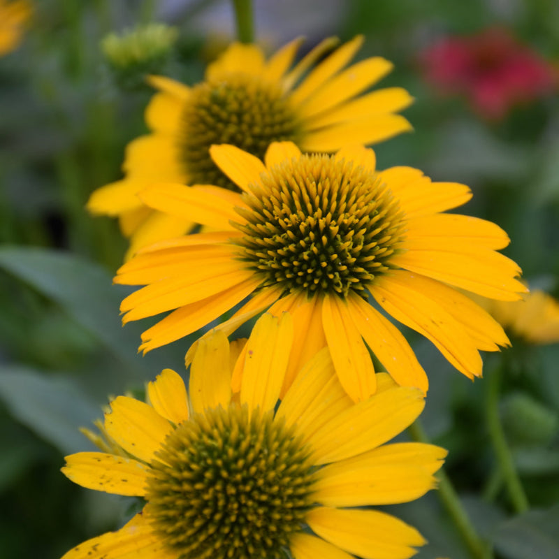ECHINACEA KISMET YELLOW
