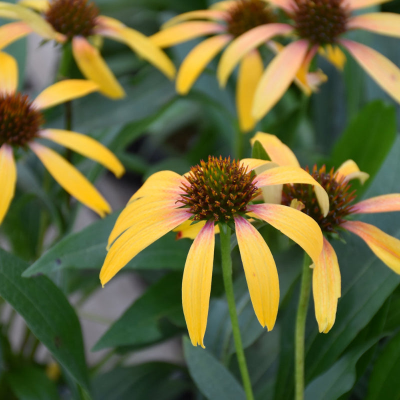ECHINACEA FIERY MEADOW MAMA