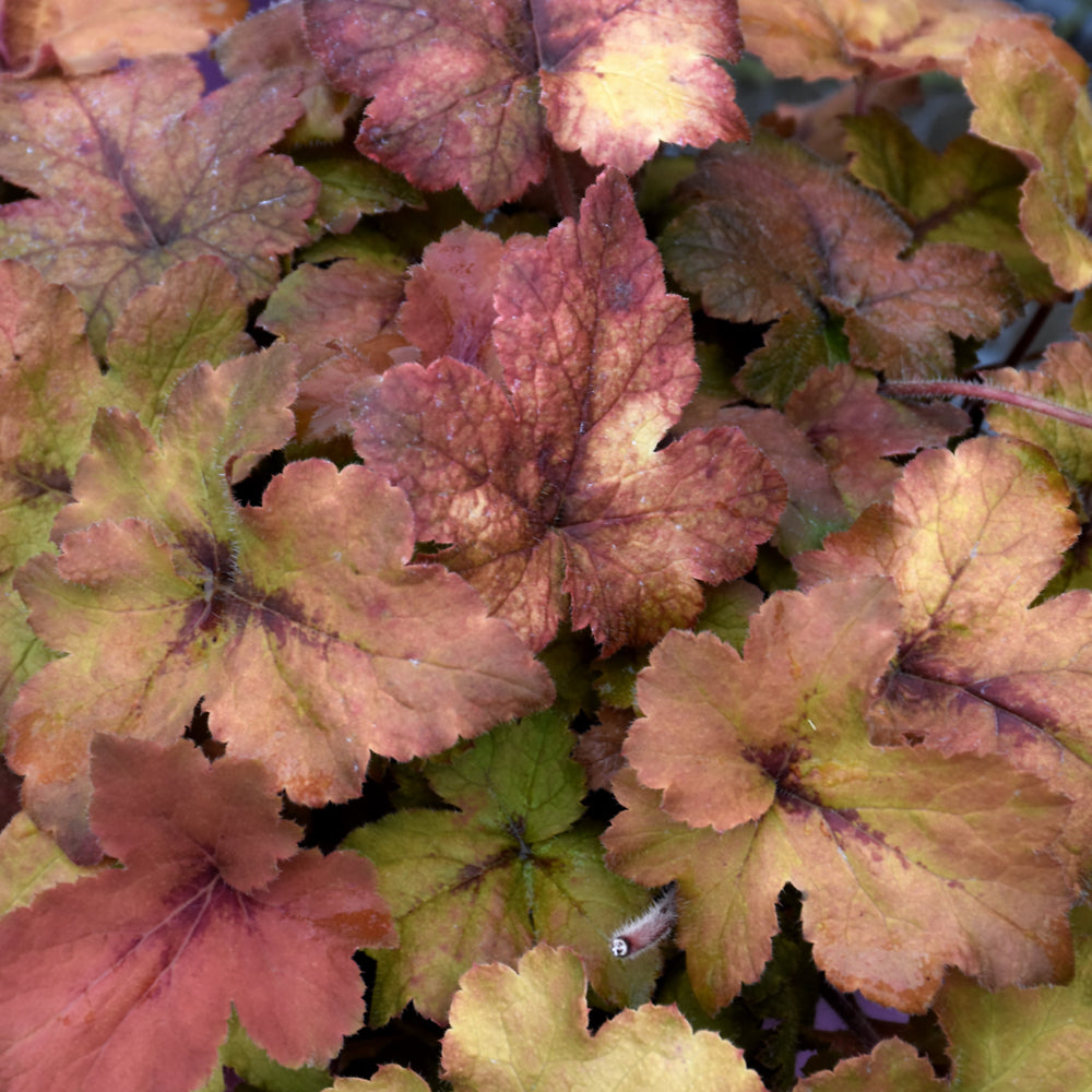 HEUCHERELLA PUMPKIN SPICE