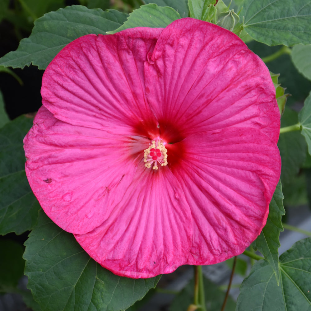 HIBISCUS LUNA ROSE