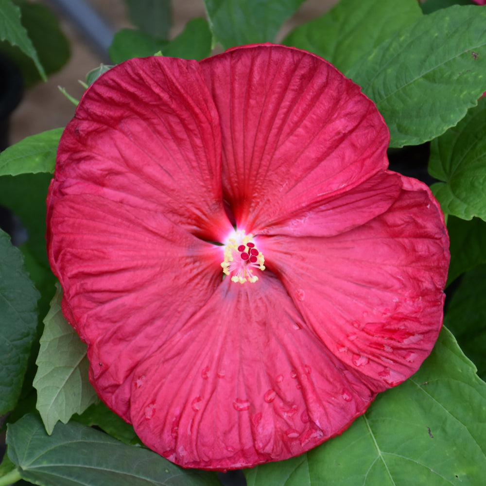 HIBISCUS LUNA RED
