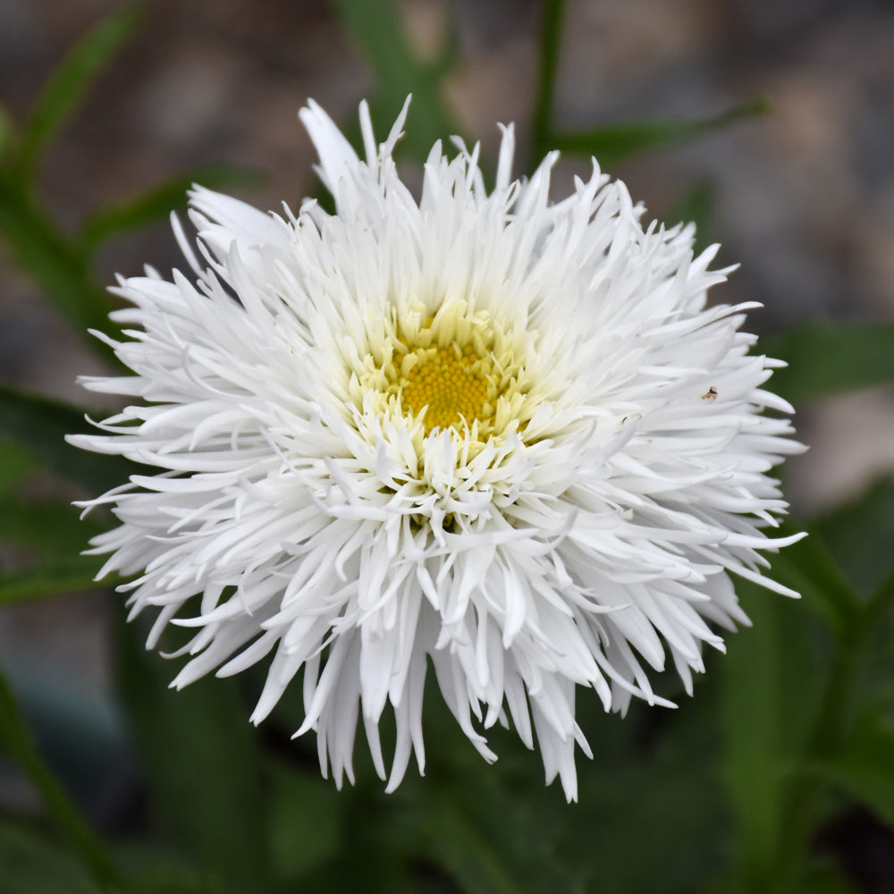 LEUCANTHEMUM SANTE