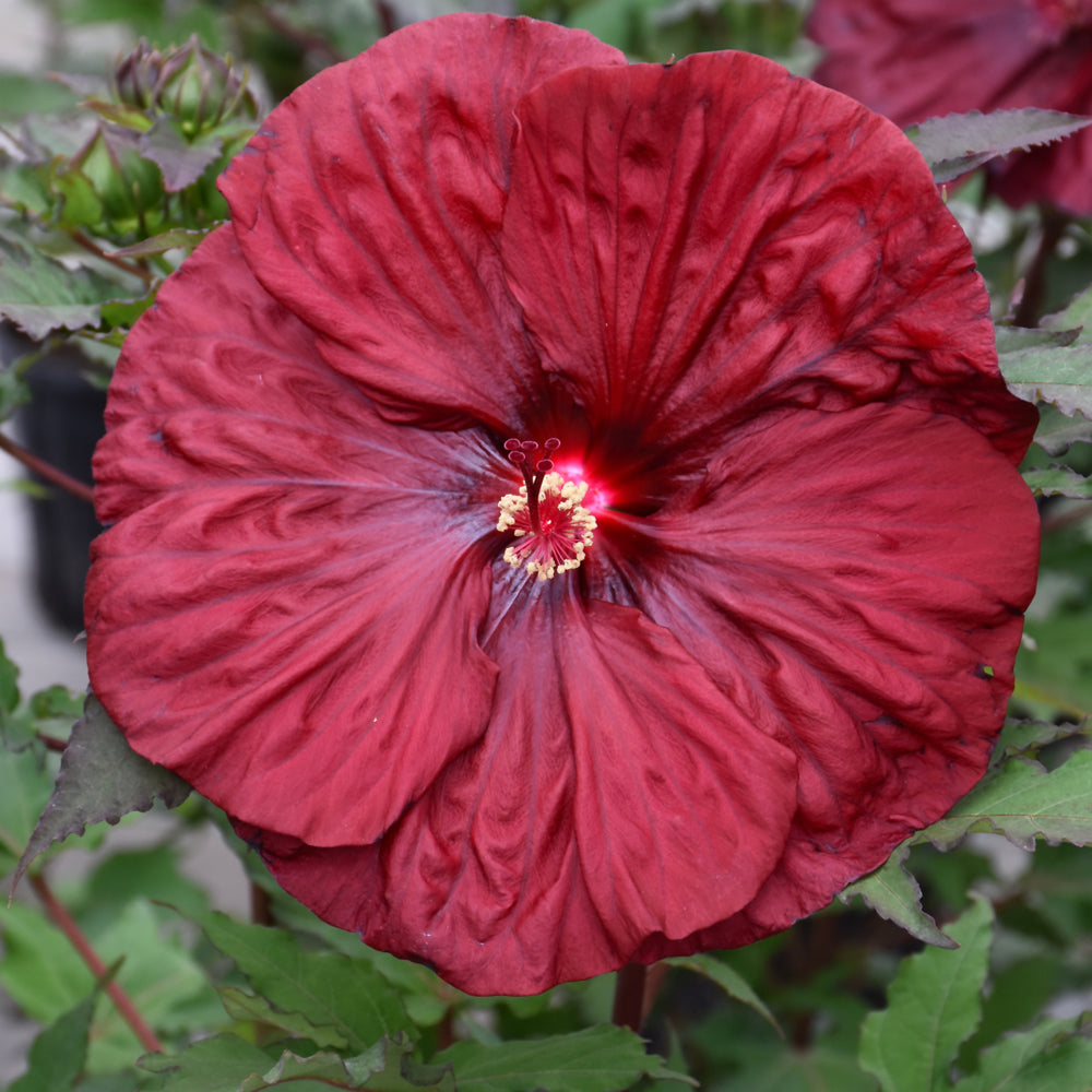 HIBISCUS BLACKBERRY MERLOT