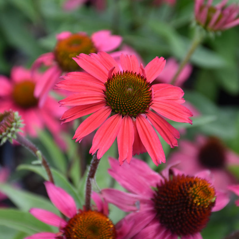 ECHINACEA GLOWING DREAM