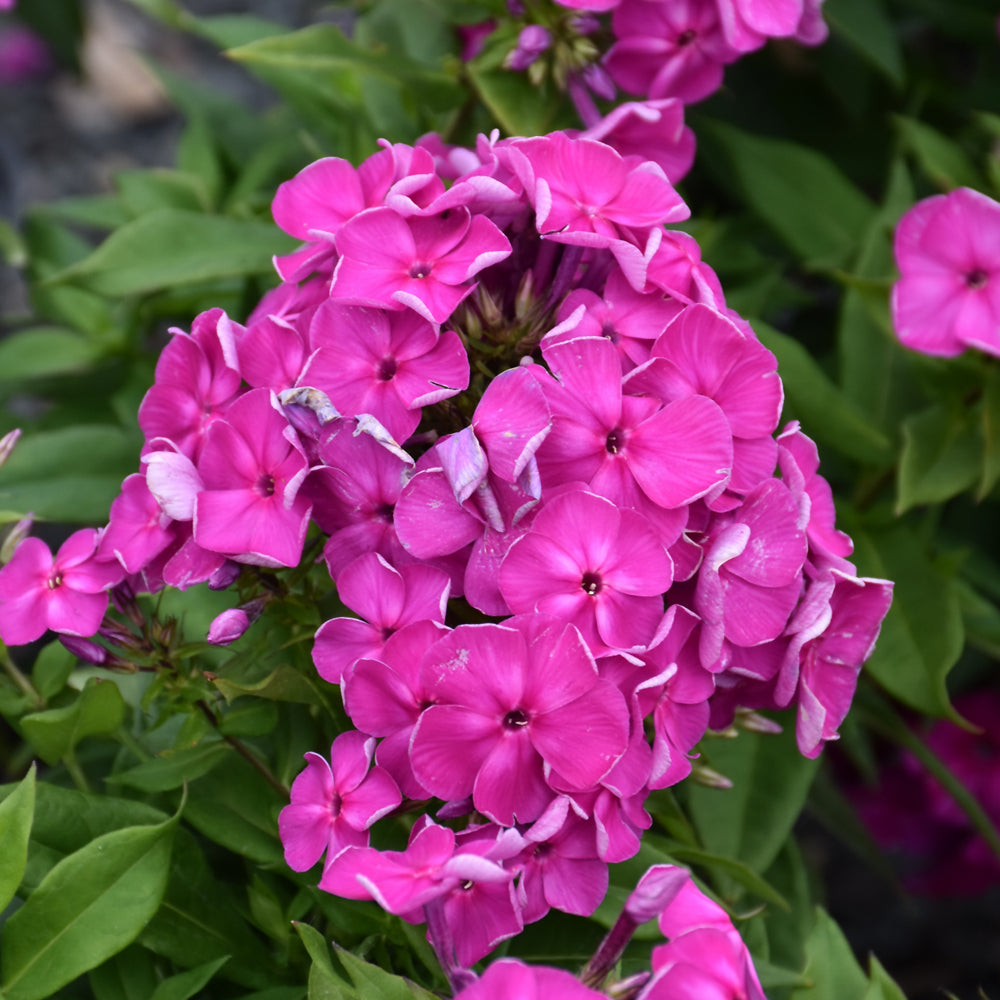 PHLOX SUPER KA POW LAVENDER