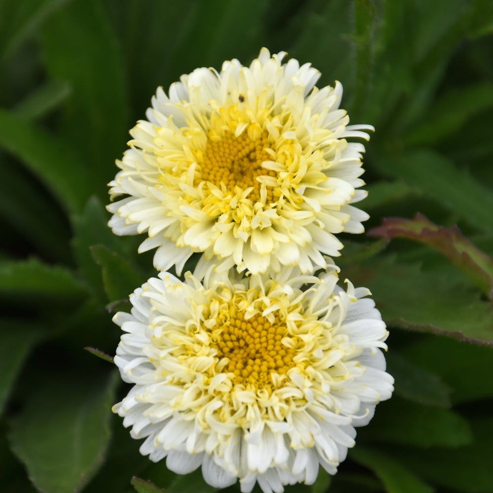 LEUCANTHEMUM LUNA
