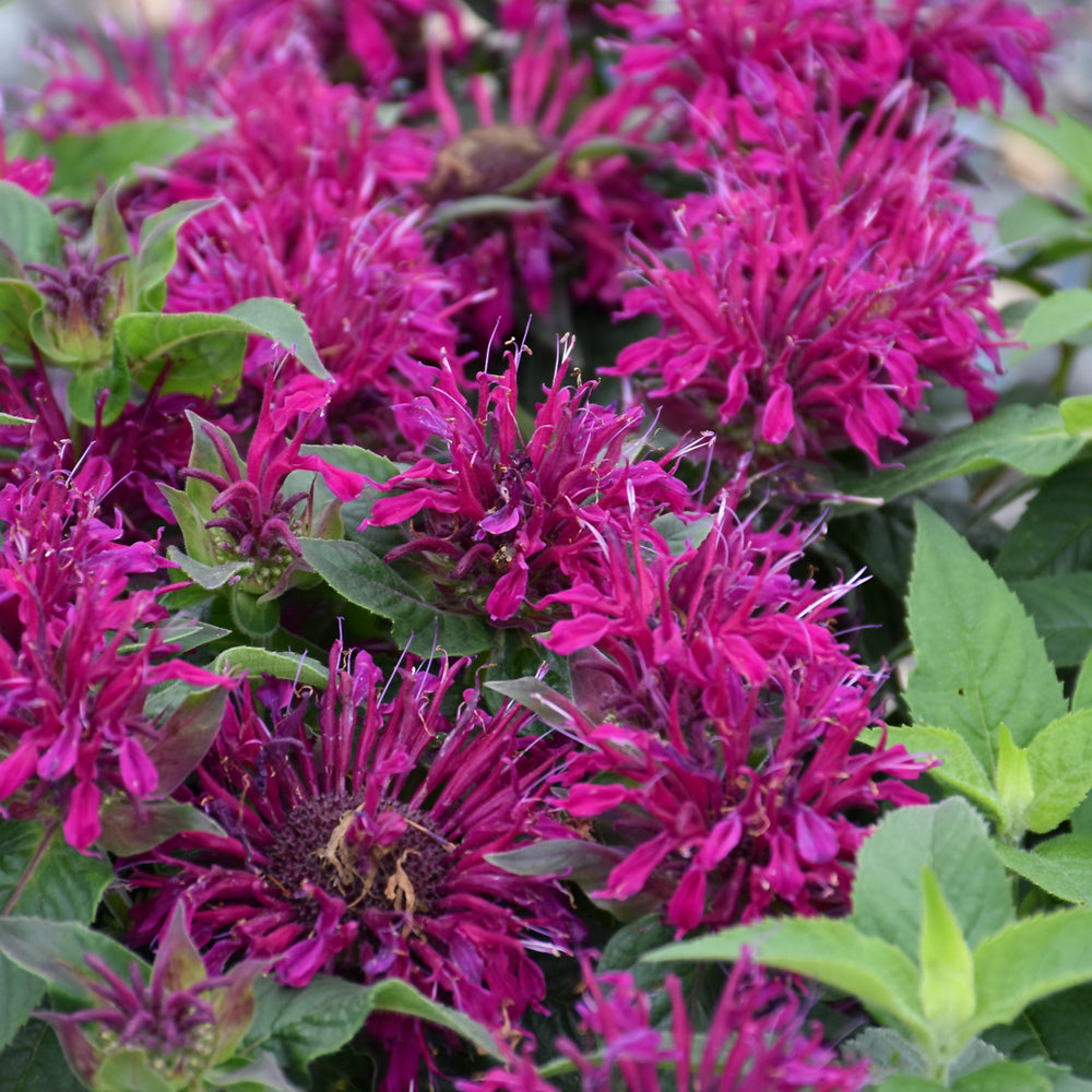 MONARDA BALMY PURPLE