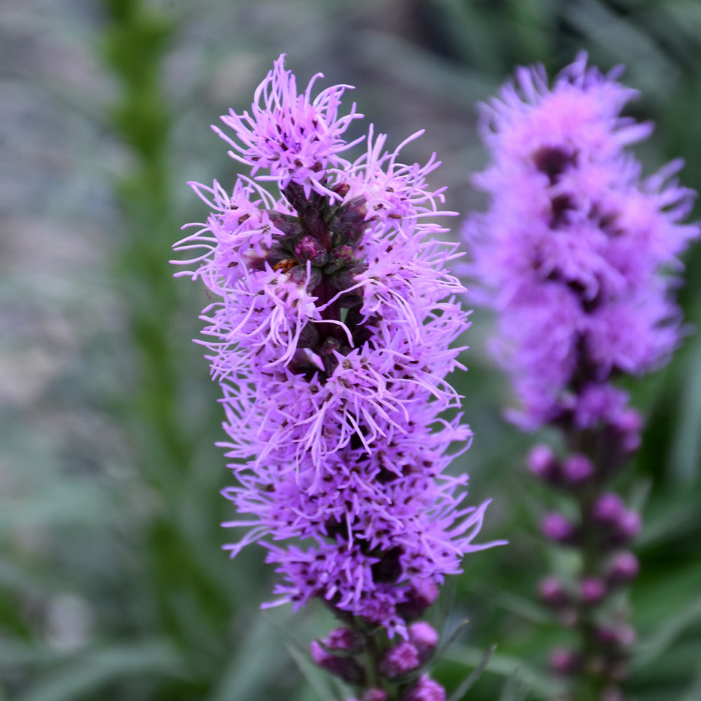LIATRIS SPICATA