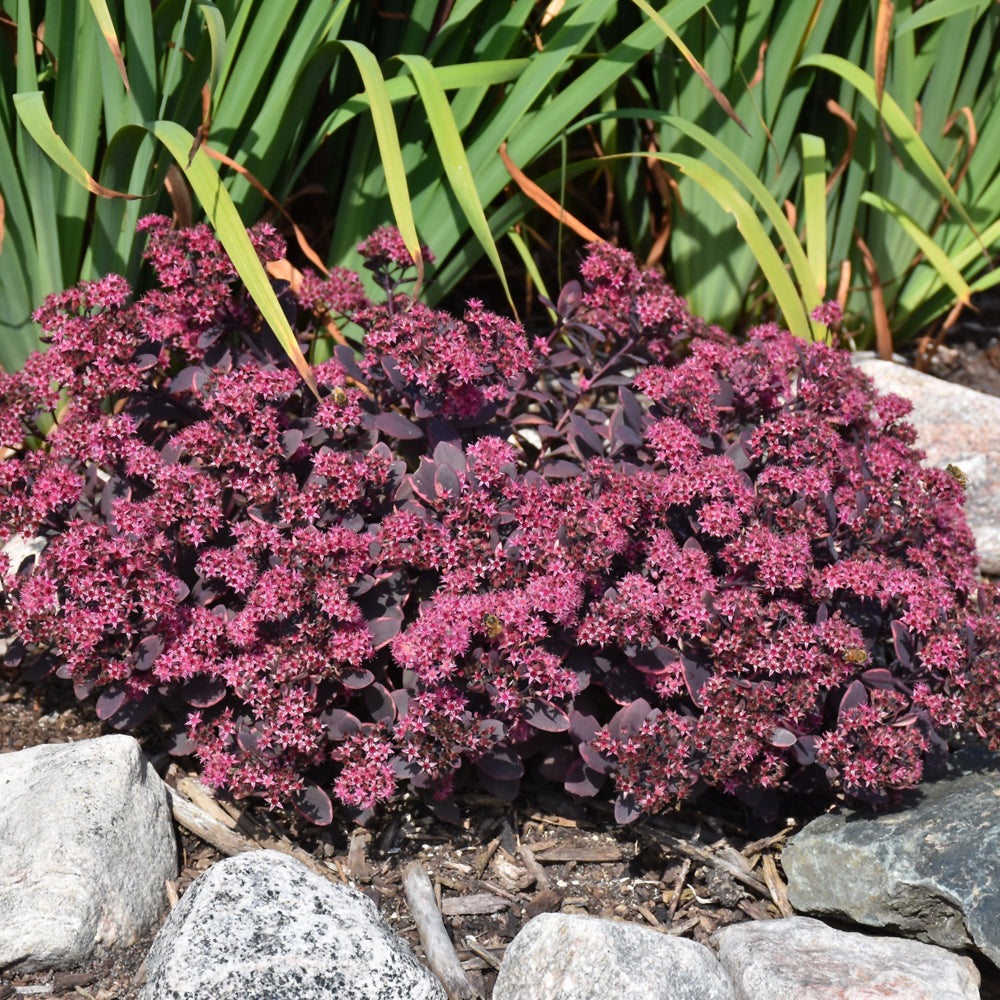 SEDUM SUNSPARKLER DREAM DAZZLER