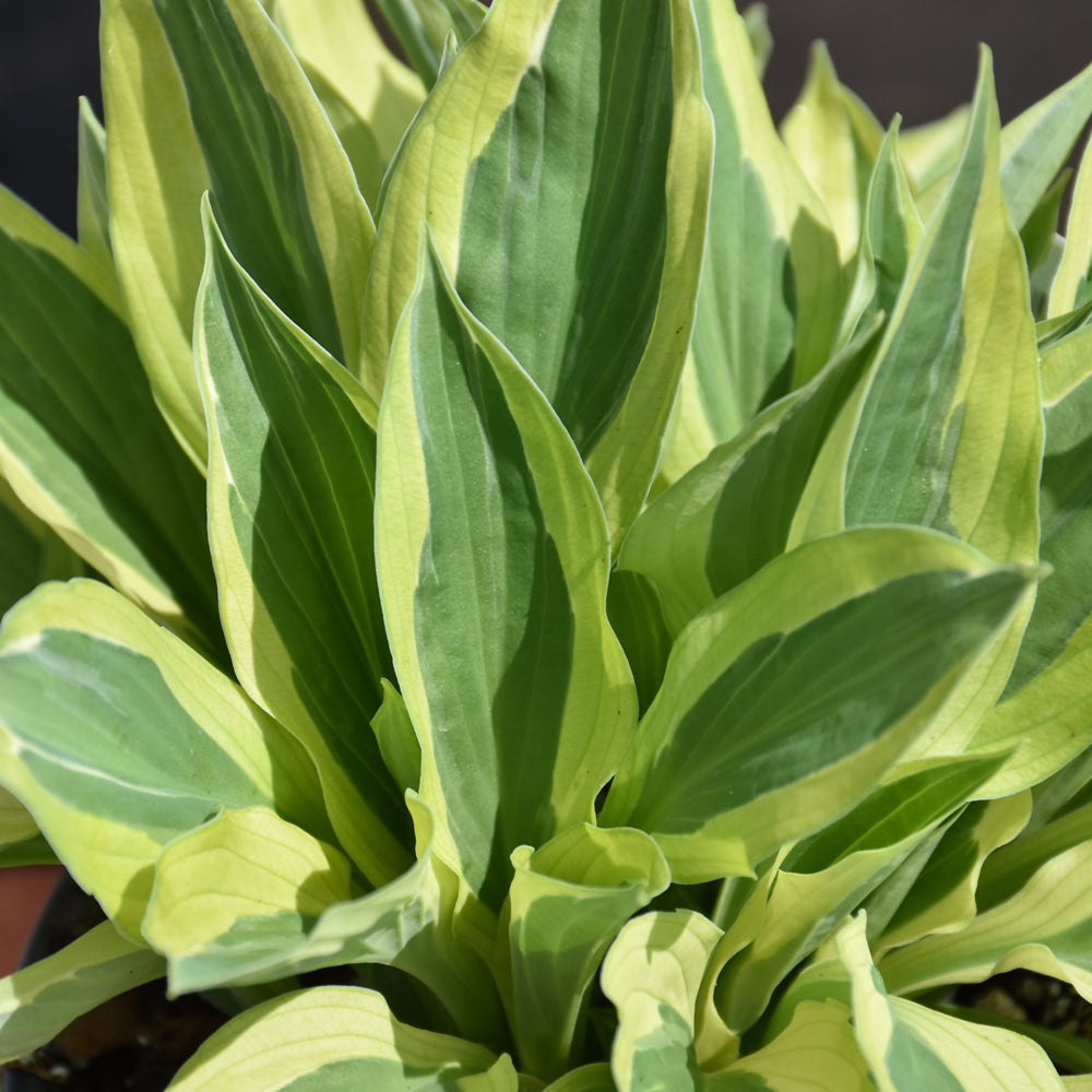 HOSTA YELLOW POLKA DOT BIKINI