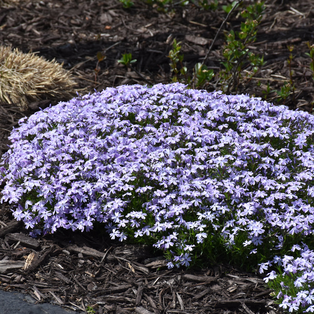 PHLOX SPRING BLUE