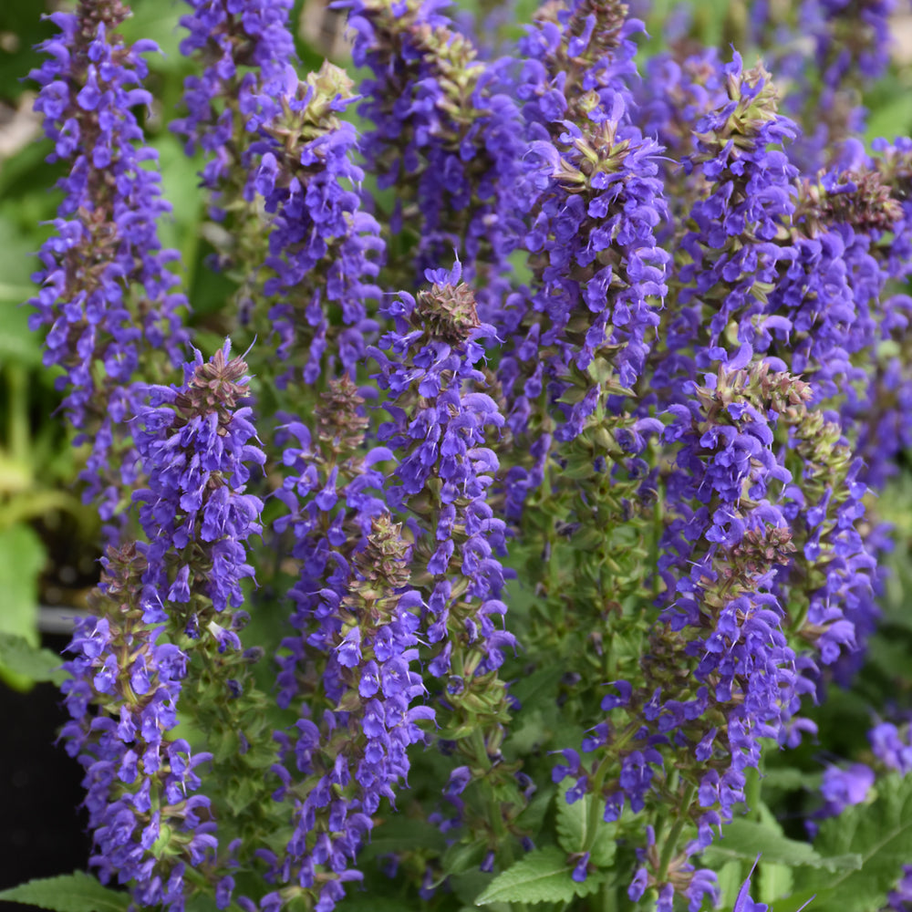 SALVIA APRIL NIGHT