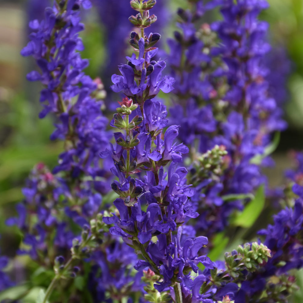 SALVIA DARK MATTER