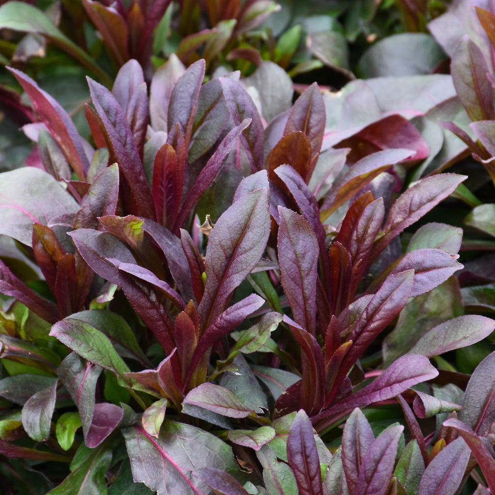 PENSTEMON DAKOTA BURGUNDY