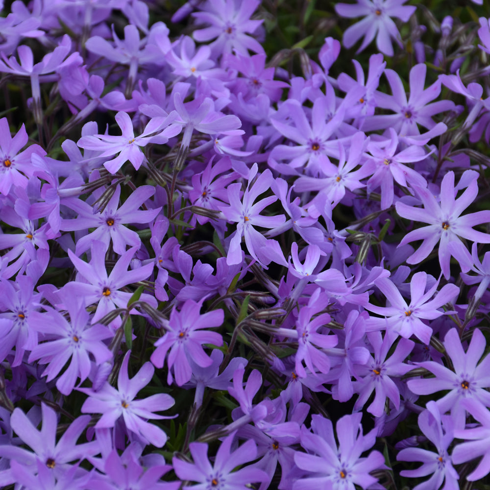 PHLOX BEDAZZLED LAVENDER