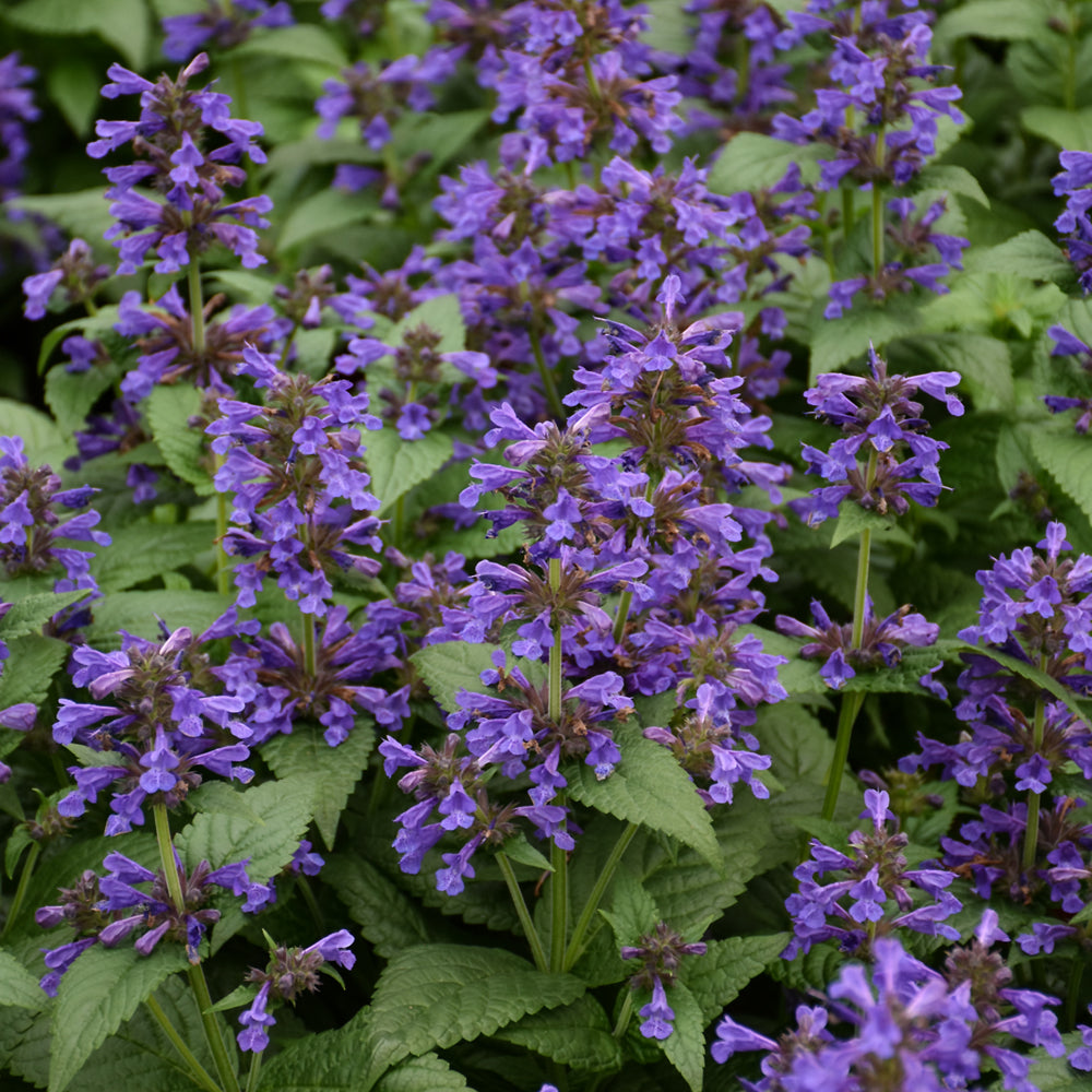 NEPETA NEPTUNE