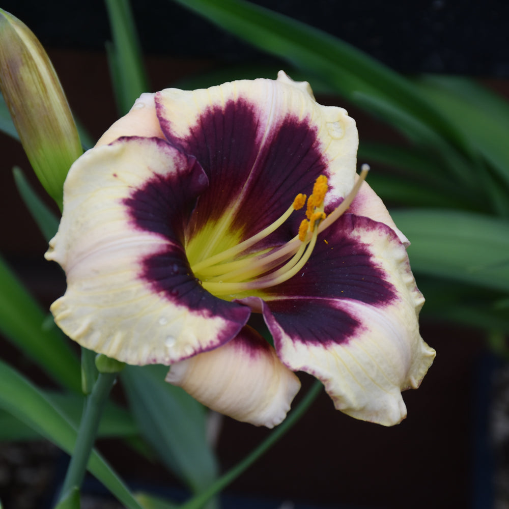 HEMEROCALLIS CELEBRATION OF ANGELS