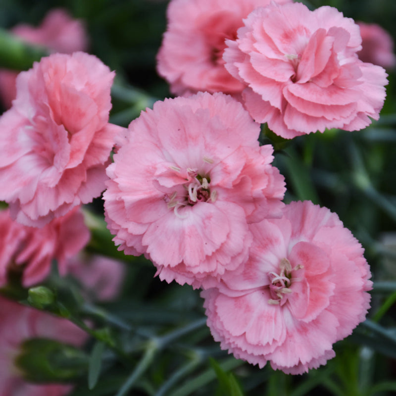 DIANTHUS ROMANCE