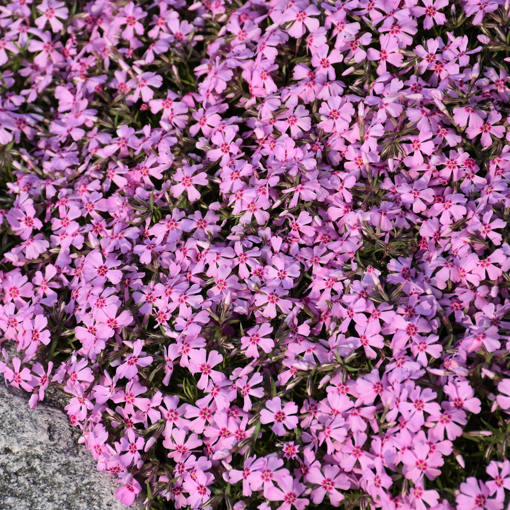 PHLOX EYE CANDY