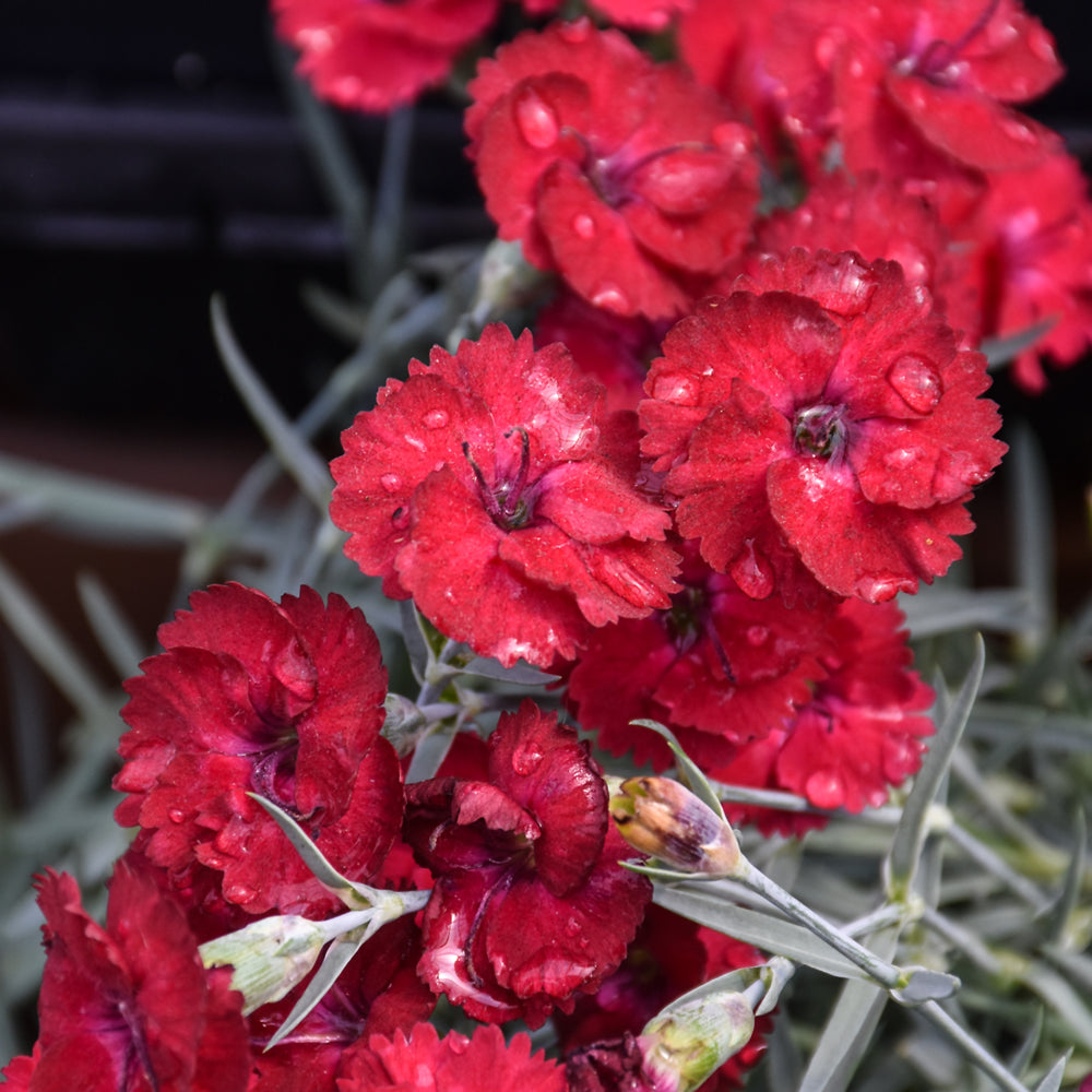 DIANTHUS MOUNTAIN FROST RED GARNET
