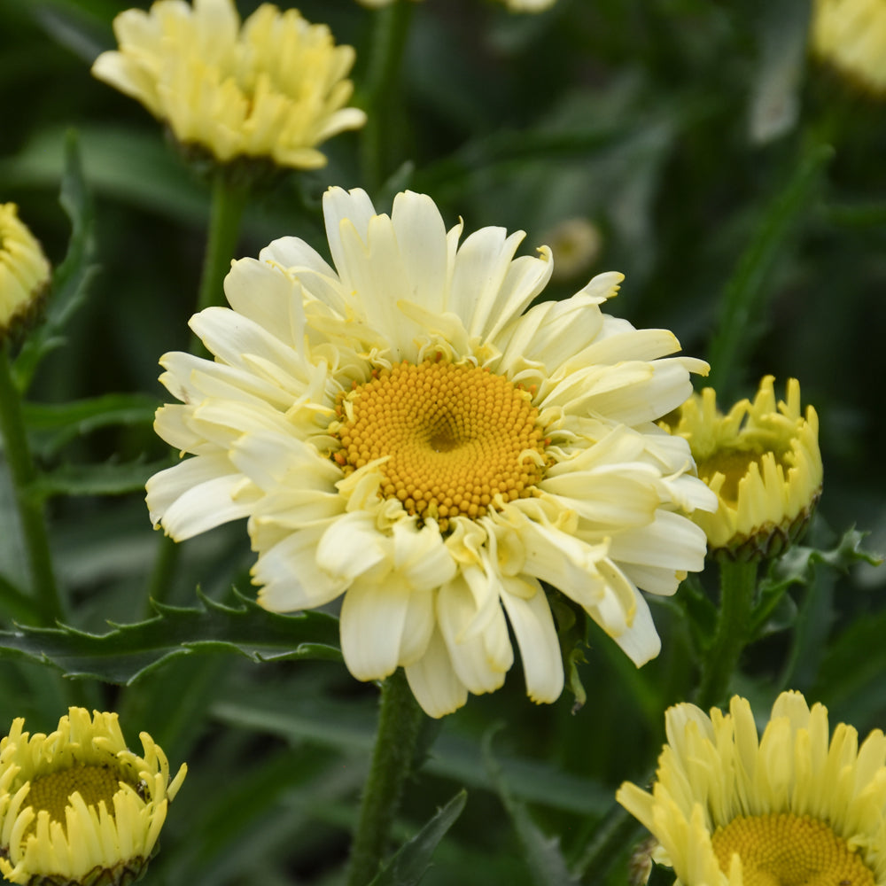 LEUCANTHEMUM SWEET DAISY IZABEL