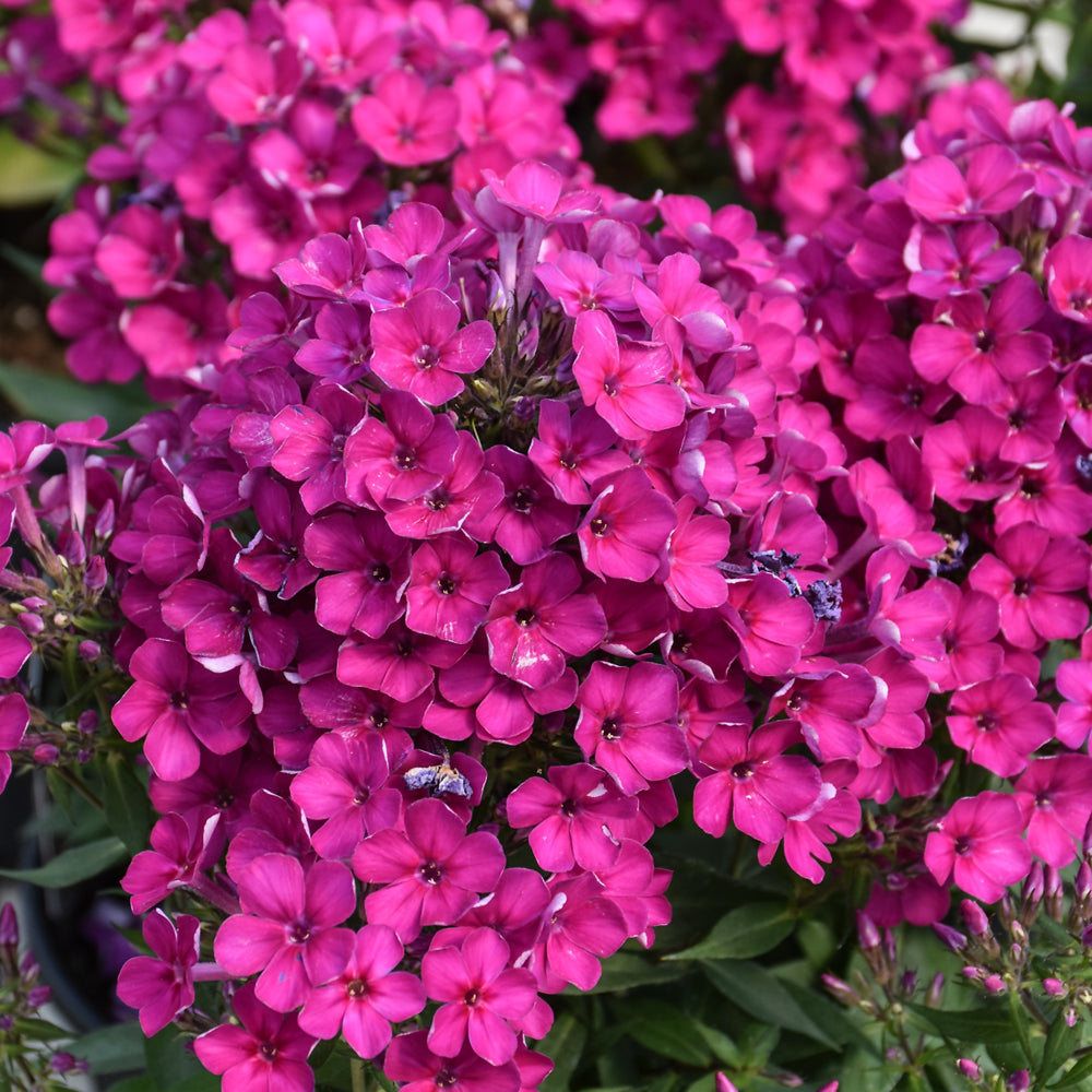 PHLOX EARLY CERISE