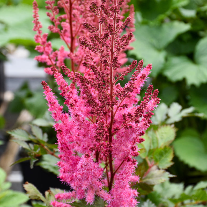 ASTILBE MIGHTY CHOCOLATE CHERRY
