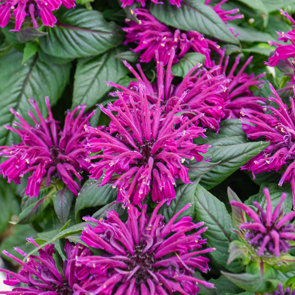 MONARDA ROCKIN RASPBERRY