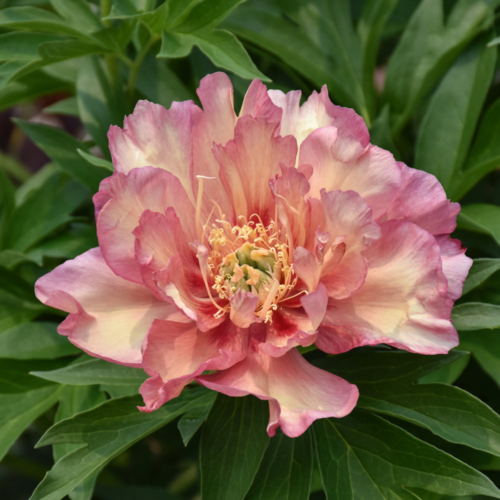 PAEONIA JULIA ROSE
