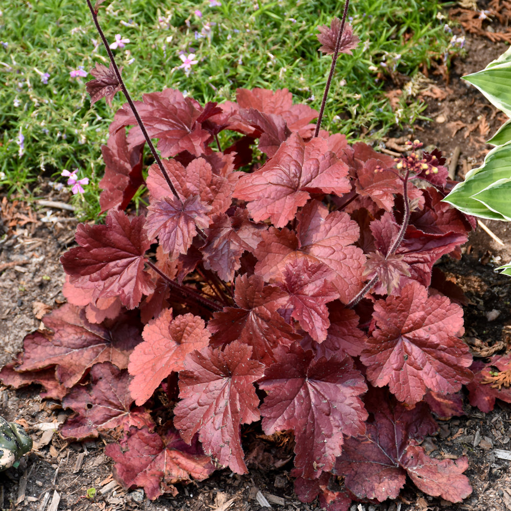 HEUCHERA NORTHERN EXPOSURE RED