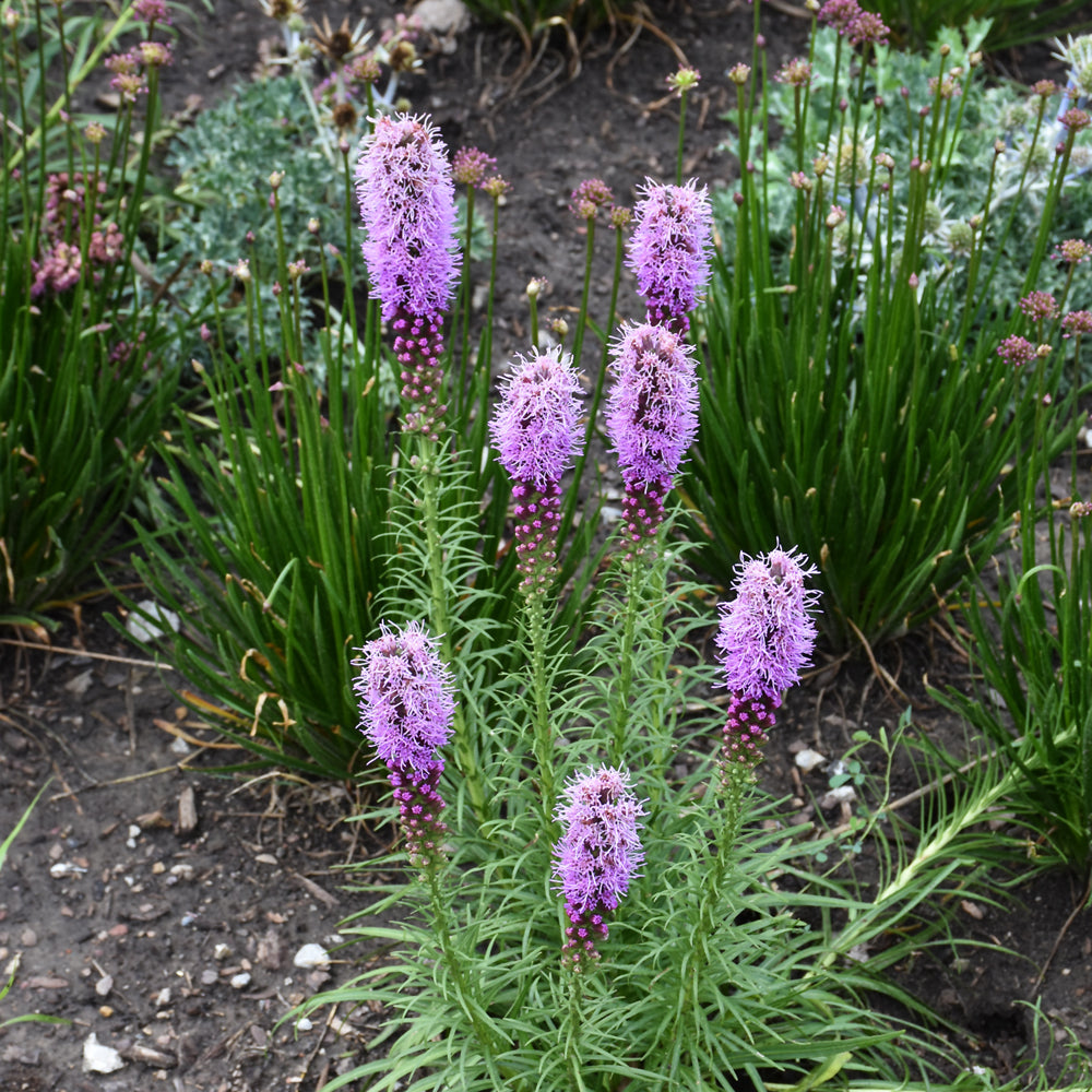 LIATRIS SPICATA