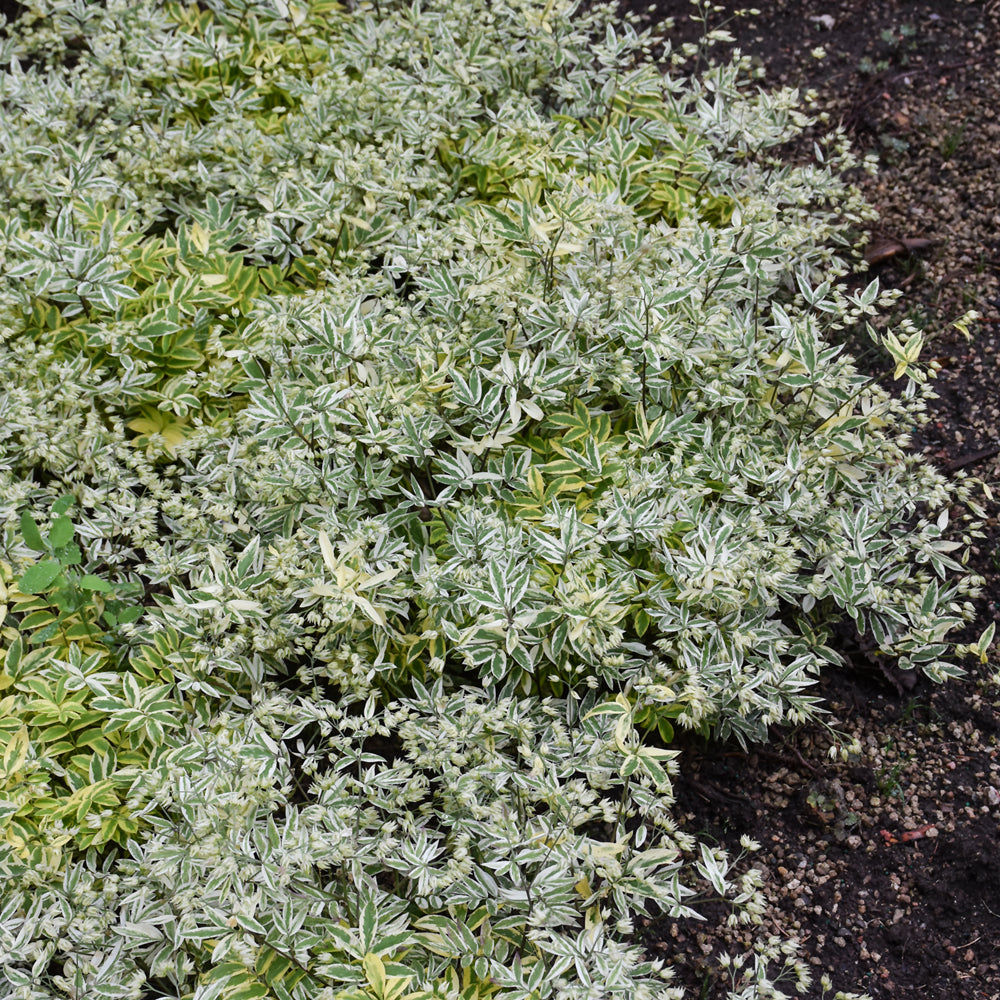 POLEMONIUM GOLDEN FEATHERS