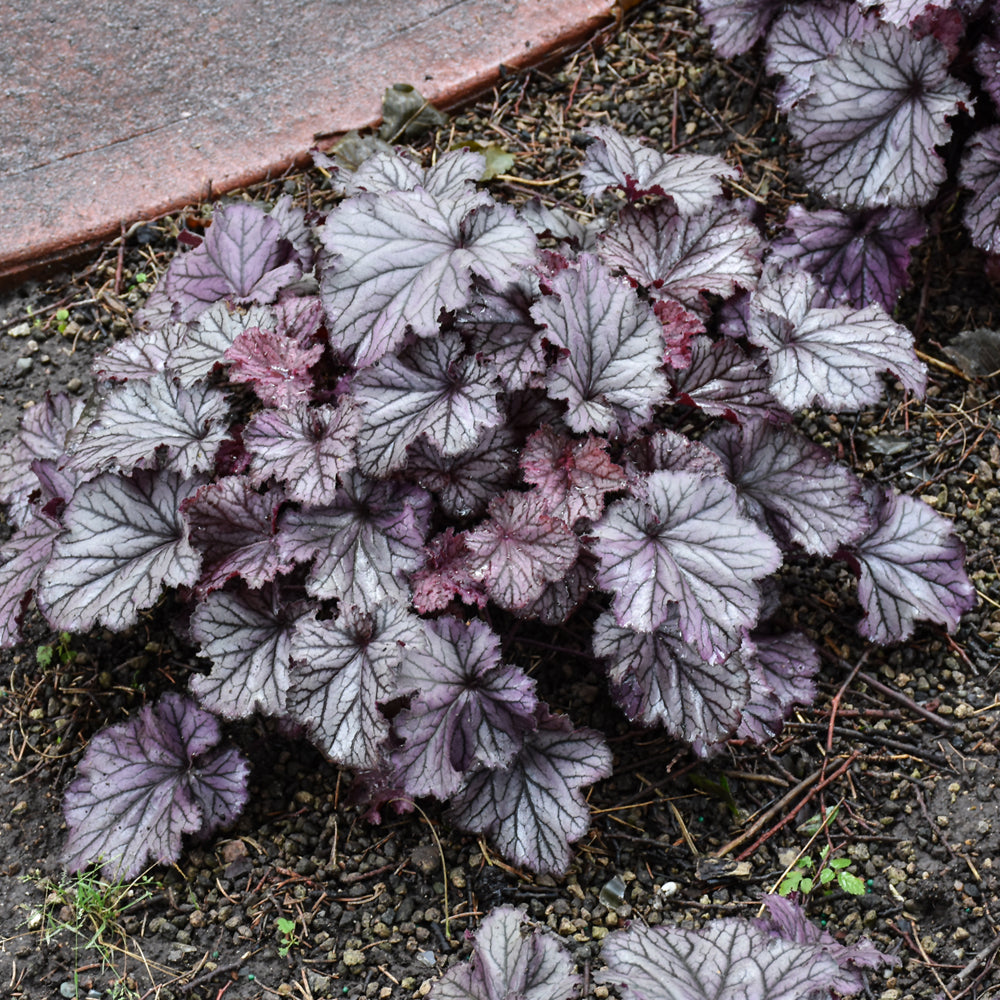 HEUCHERA NORTHERN EXPOSURE PURPLE
